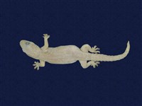 藏品(蝎虎)的圖片